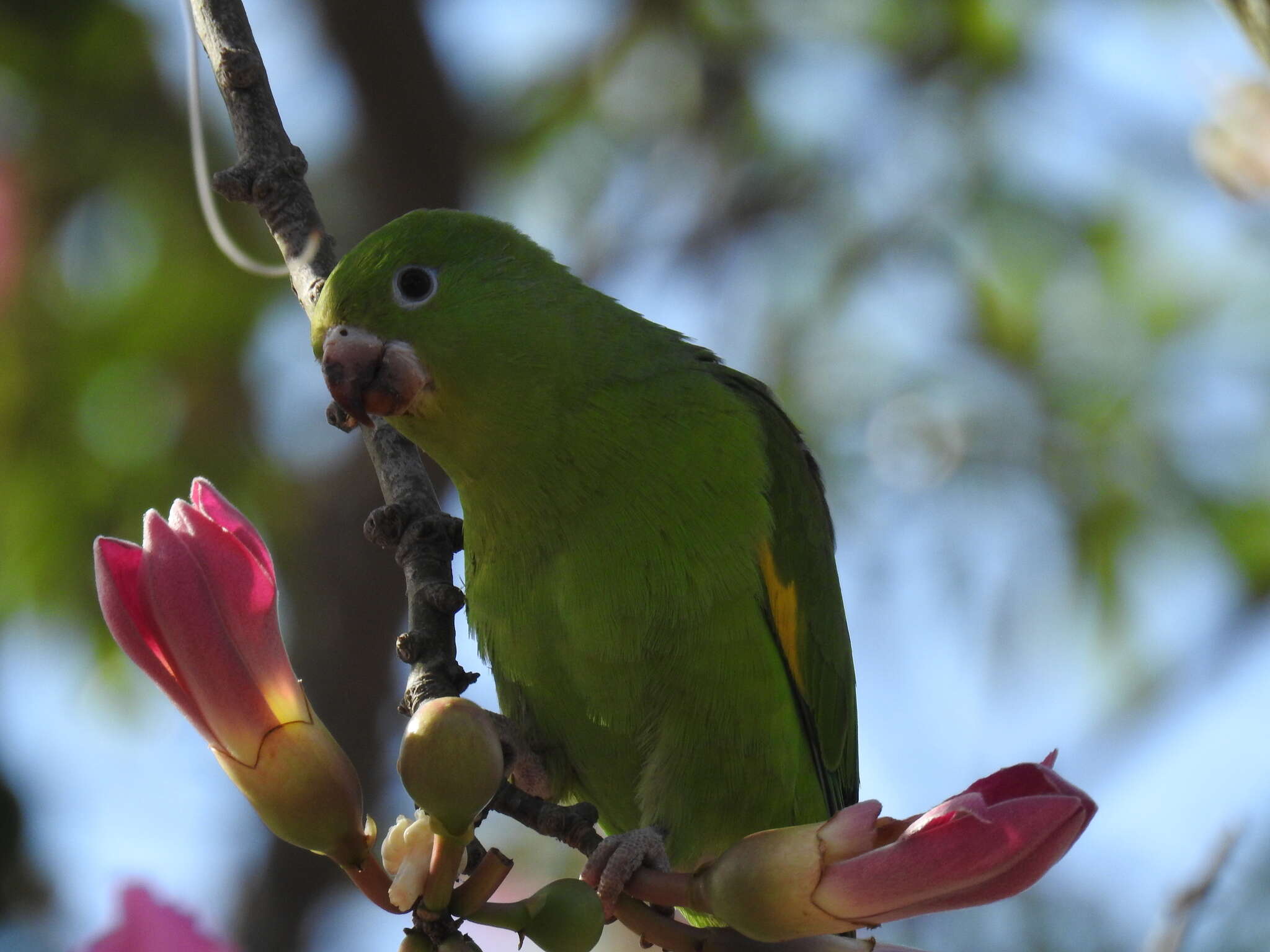 Image of Yellow-chevroned Parakeet