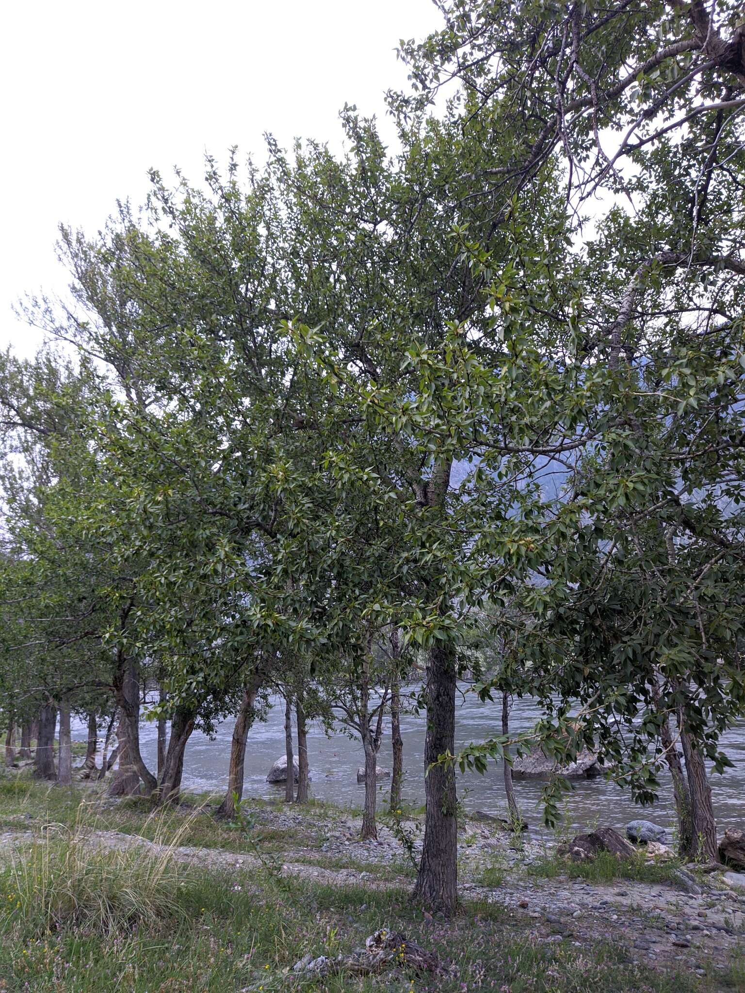 Image of Populus laurifolia Ledeb.