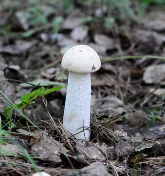 Image of Leccinum albostipitatum den Bakker & Noordel. 2005