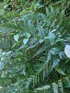 Image de Dryopteris leedsii Wherry