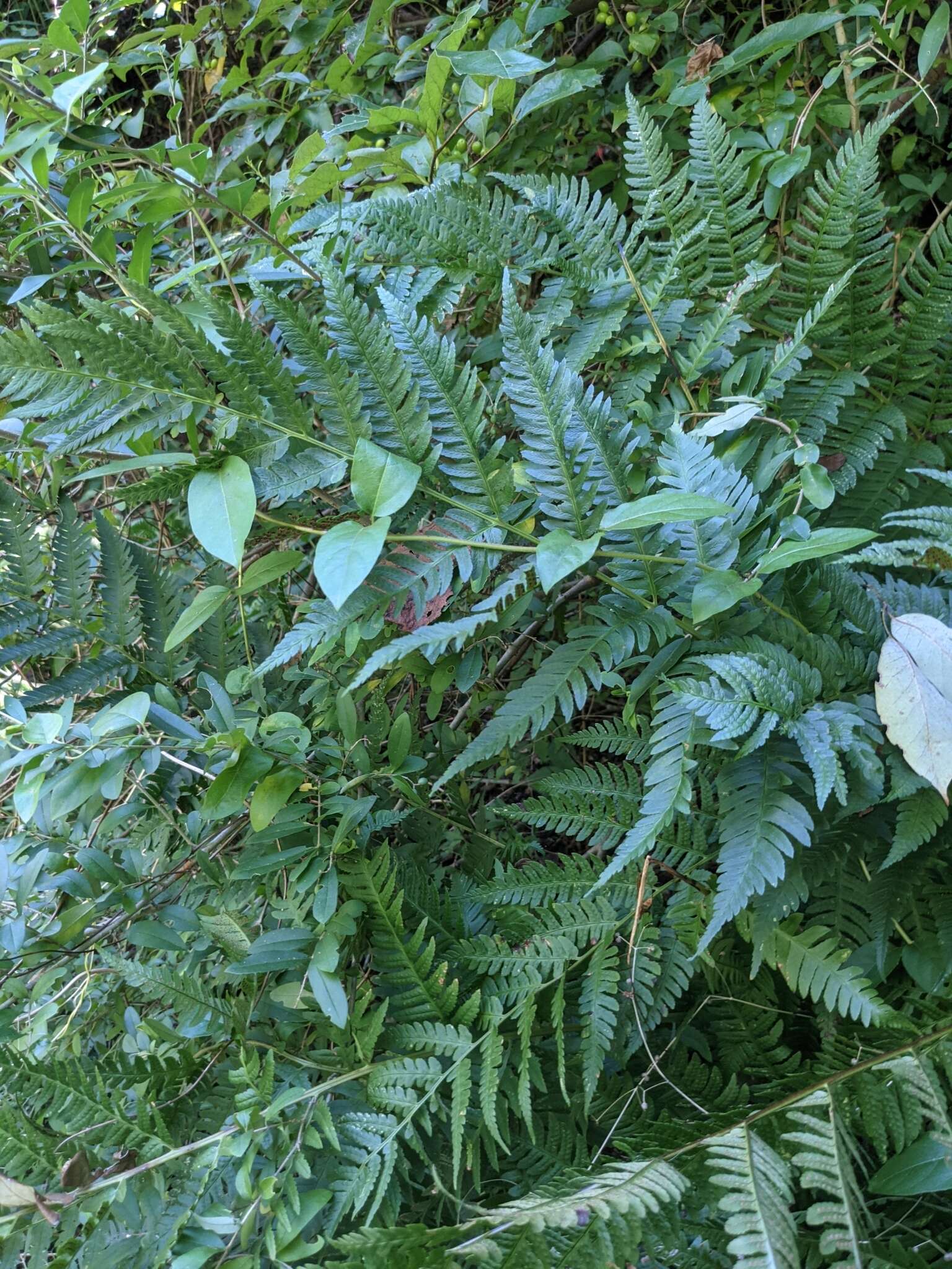 Image de Dryopteris leedsii Wherry