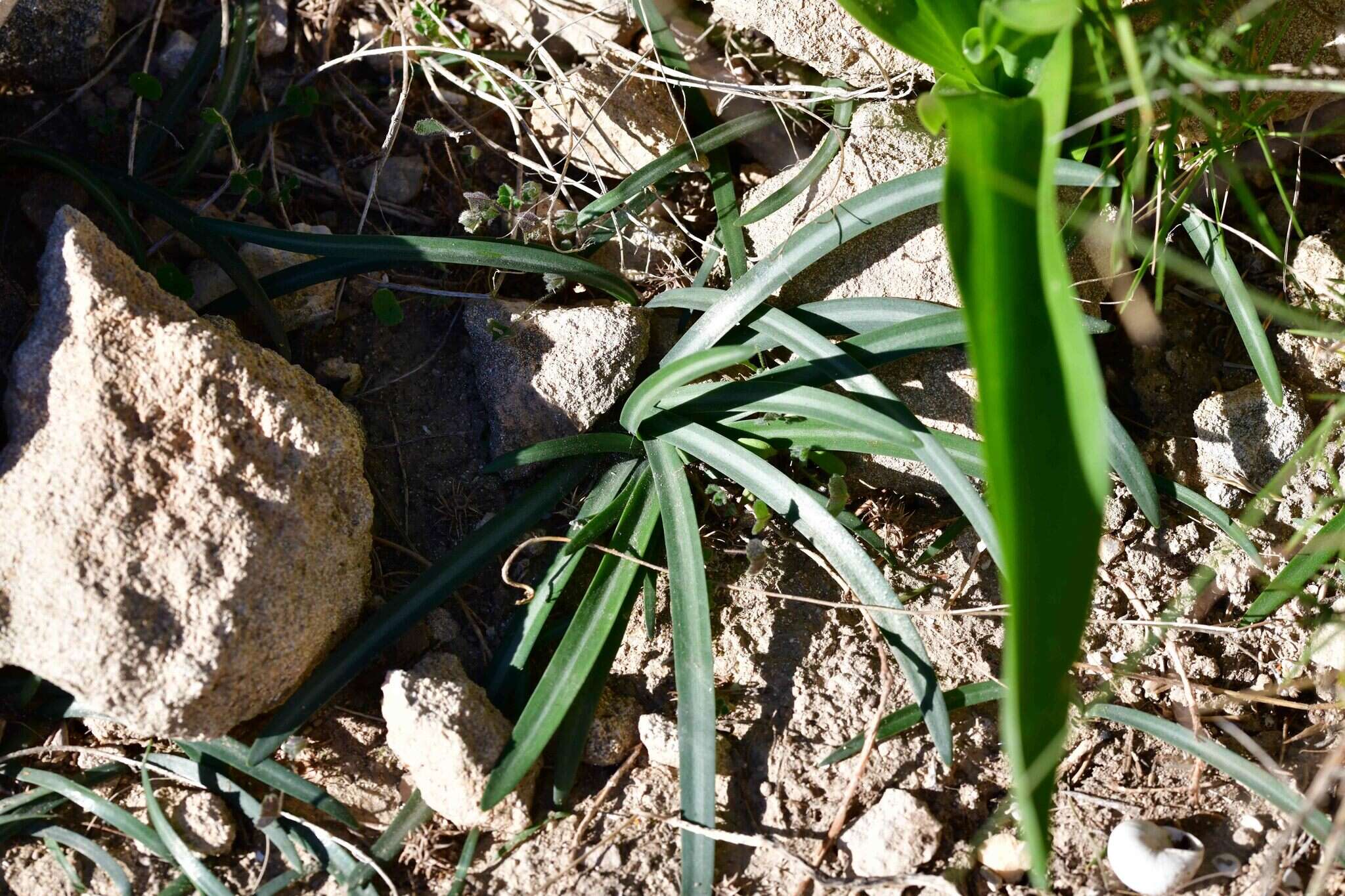 Image of Lapiedra martinezii Lag.