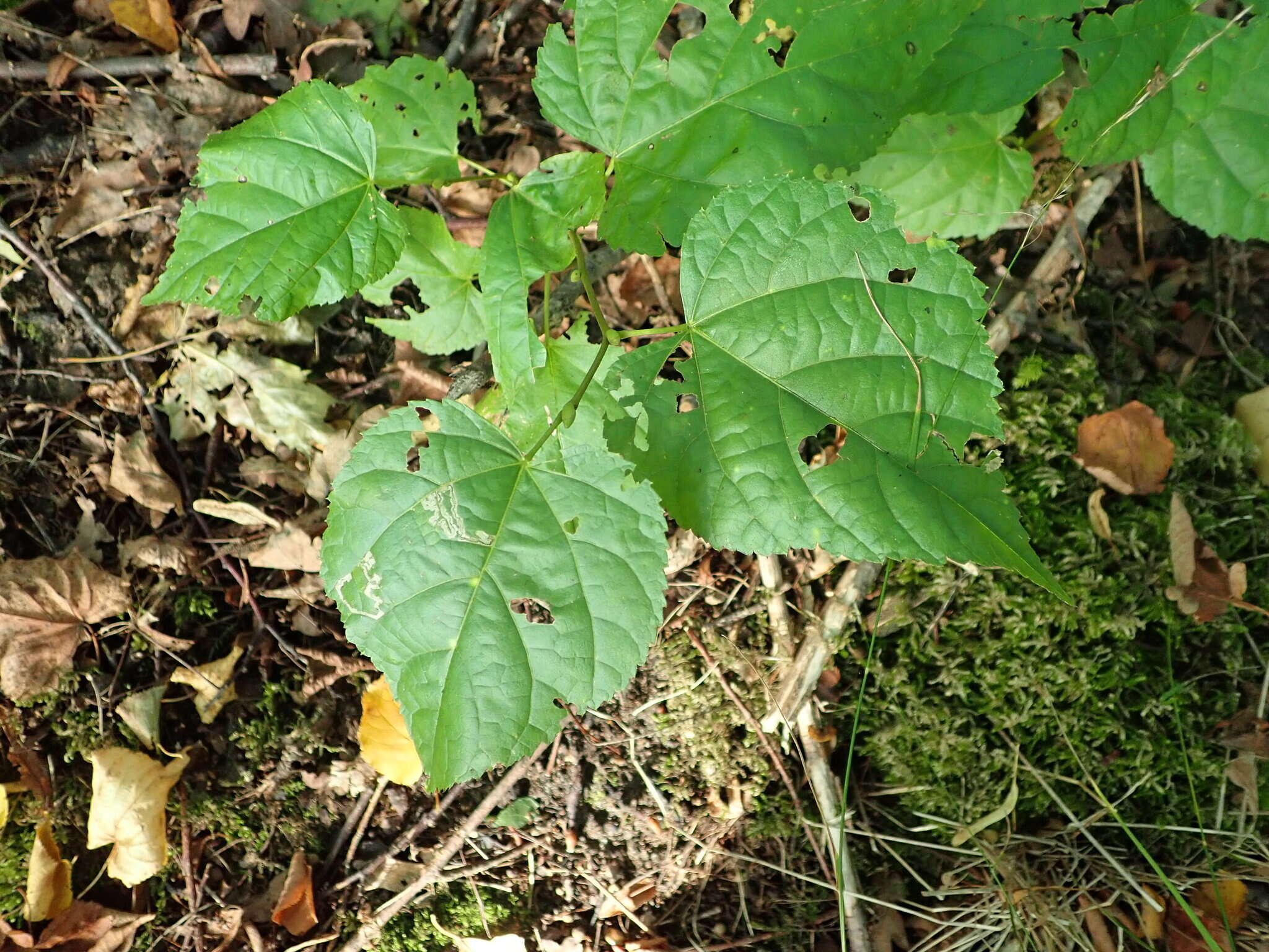 صورة Stigmella tiliae (Frey 1856) Beirne 1945