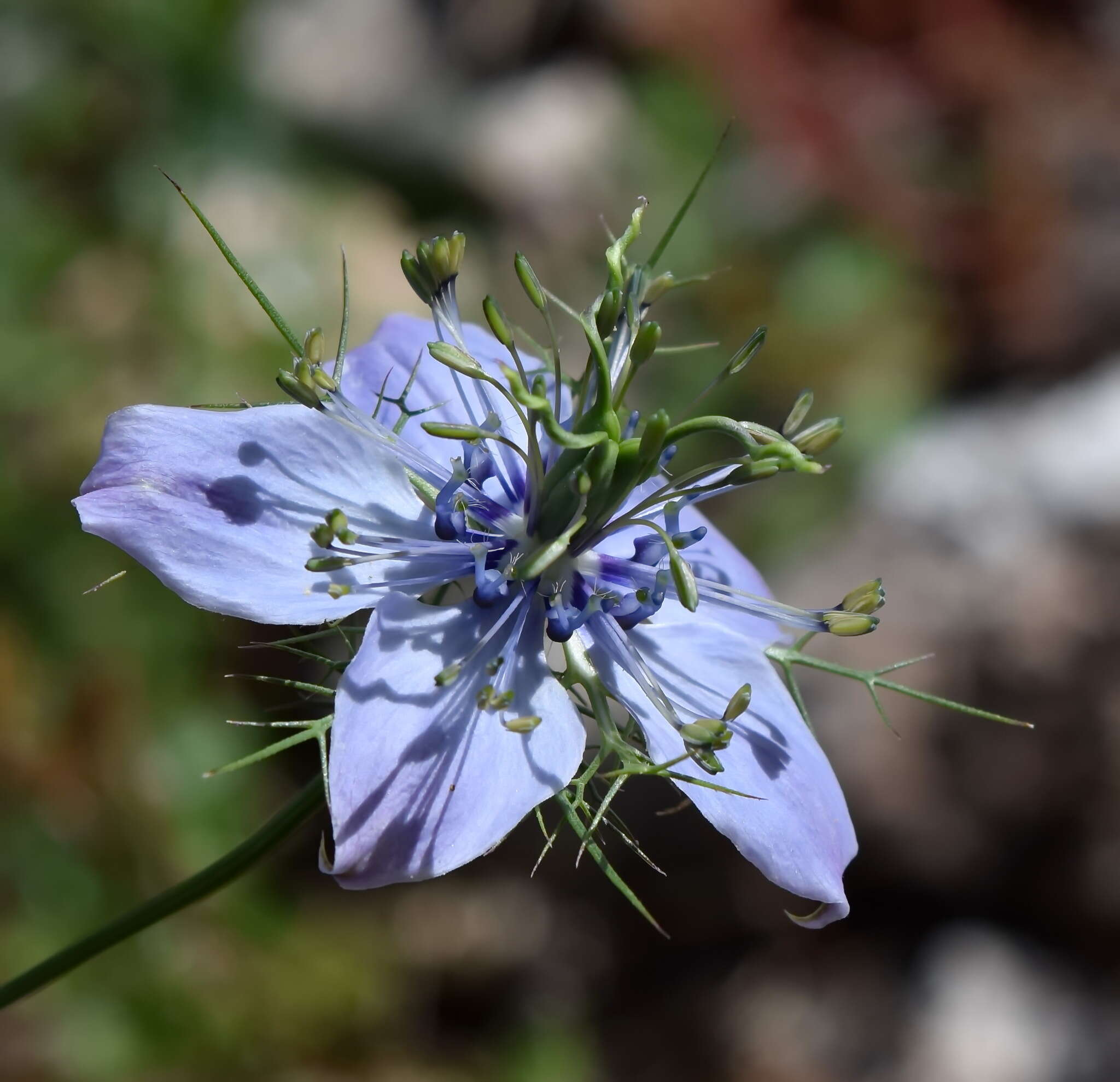 Image of Nigella elata Boiss.