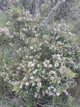 Image of Agathosma foetidissima (Bartl. & Wendl.) Steud.