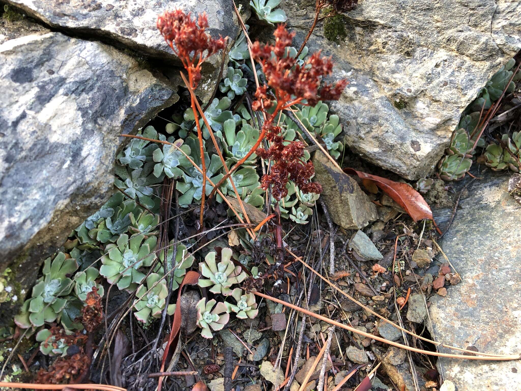 Image of oblongleaf stonecrop