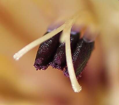 Image of Gladiolus floribundus Jacq.