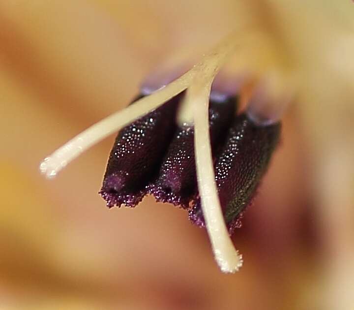 Image de Gladiolus floribundus Jacq.