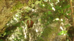 Image of Asplenium trilobum Cav.