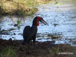 Image of Southern Ground Hornbill