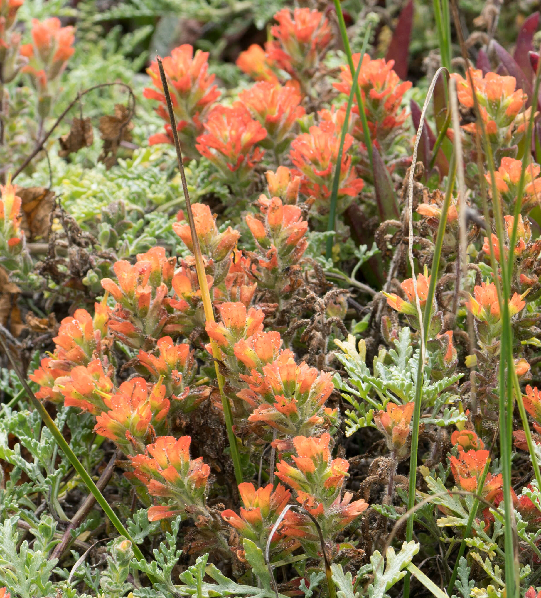 Слика од Castilleja latifolia Hook. & Arn.