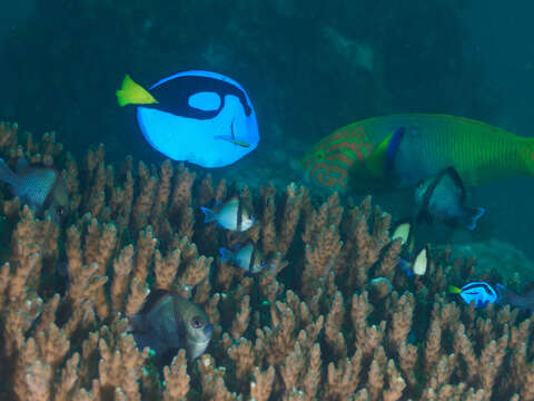 Image of Paracanthurus