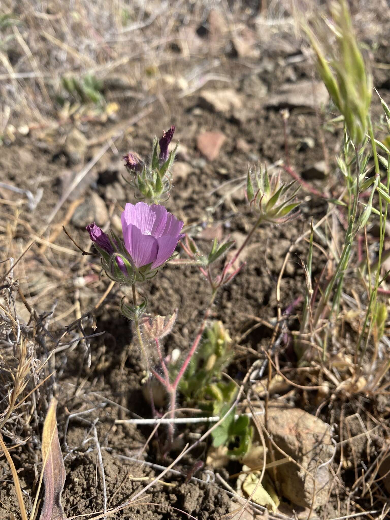 Image of fringed checkerbloom