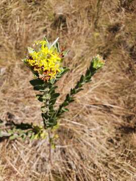 Image of Gnidia polyantha Gilg