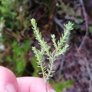 Image of Erica pubescens L.