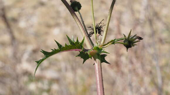 Слика од Cichorieae