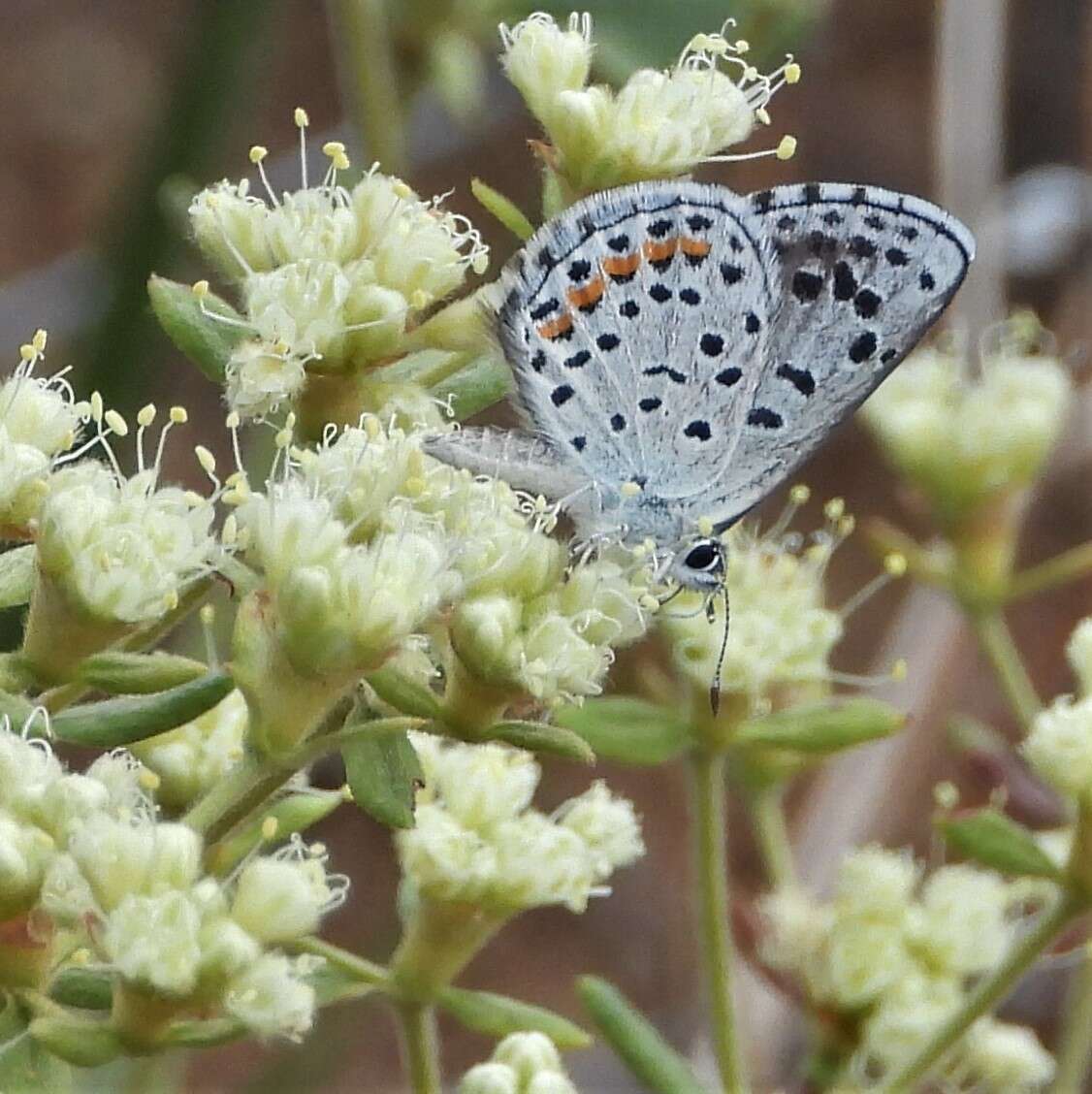 <i>Euphilotes centralis</i>的圖片