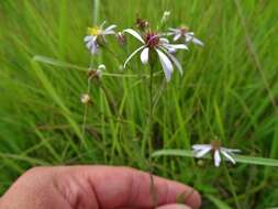 Image of smooth blue aster