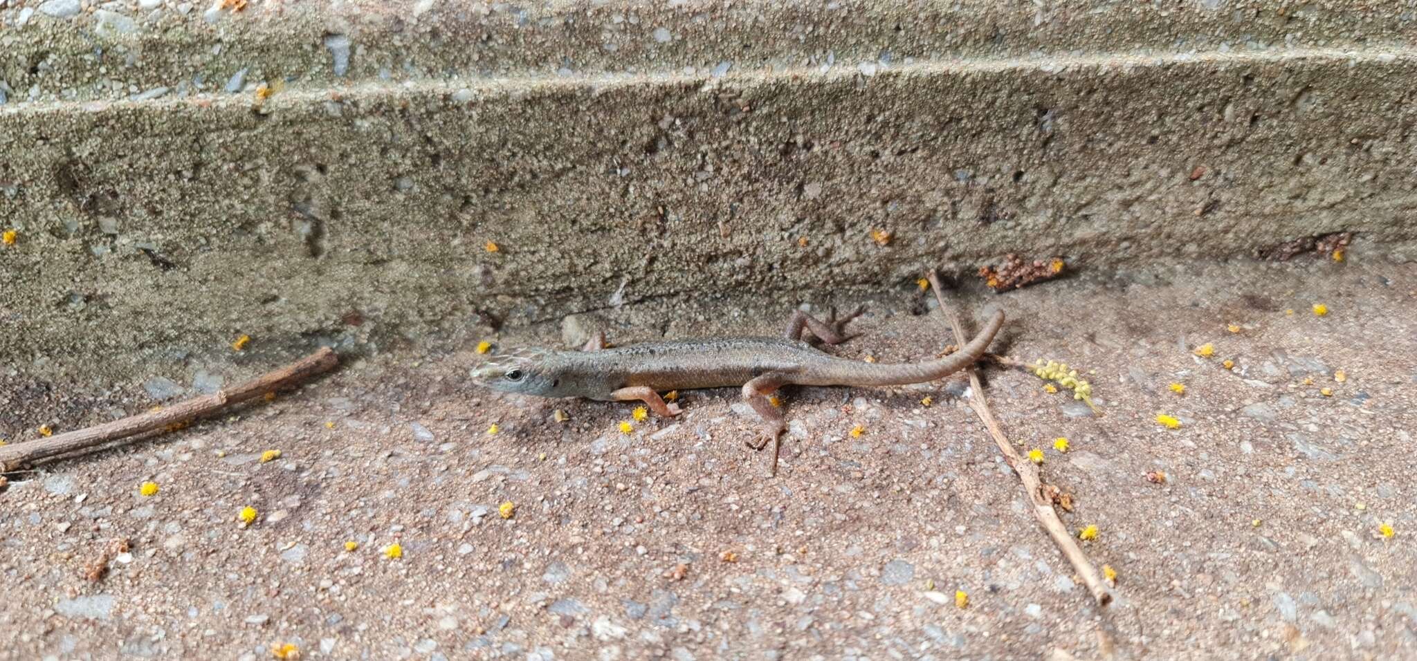 Image of Closed-litter Rainbow-skink