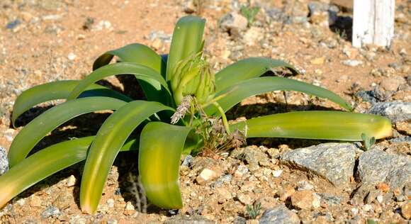 Image of Ornithogalum xanthochlorum Baker