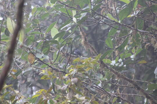 Image of Black Solitaire