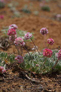 Image of cushion buckwheat