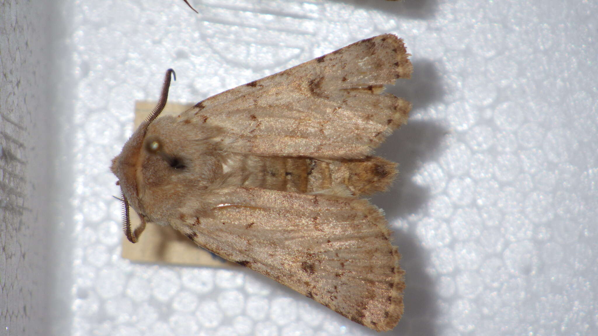 Image of light feathered rustic