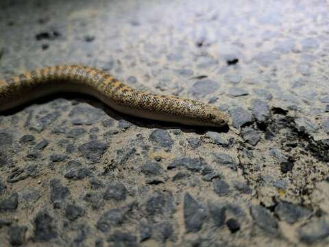 Image of Arabian Sand Boa