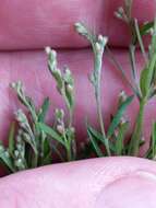 Image of prairie pinweed