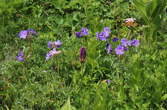 Imagem de Geranium gymnocaulon DC.