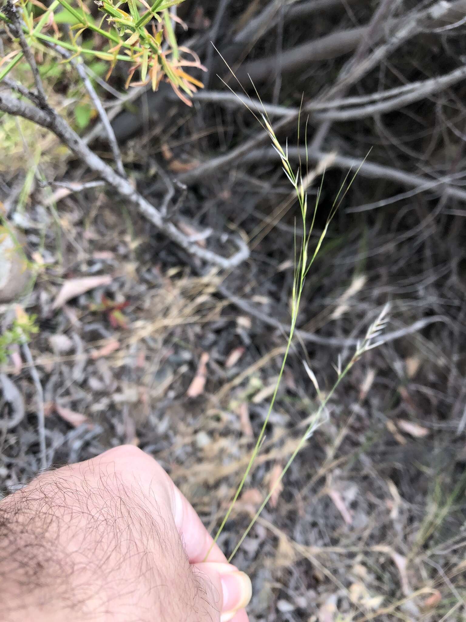 Image of foothill needlegrass