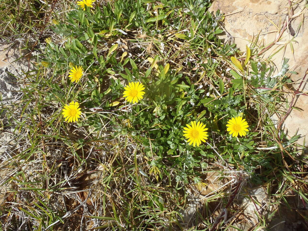 صورة Gazania rigens var. uniflora (L. fil.) Rössl.