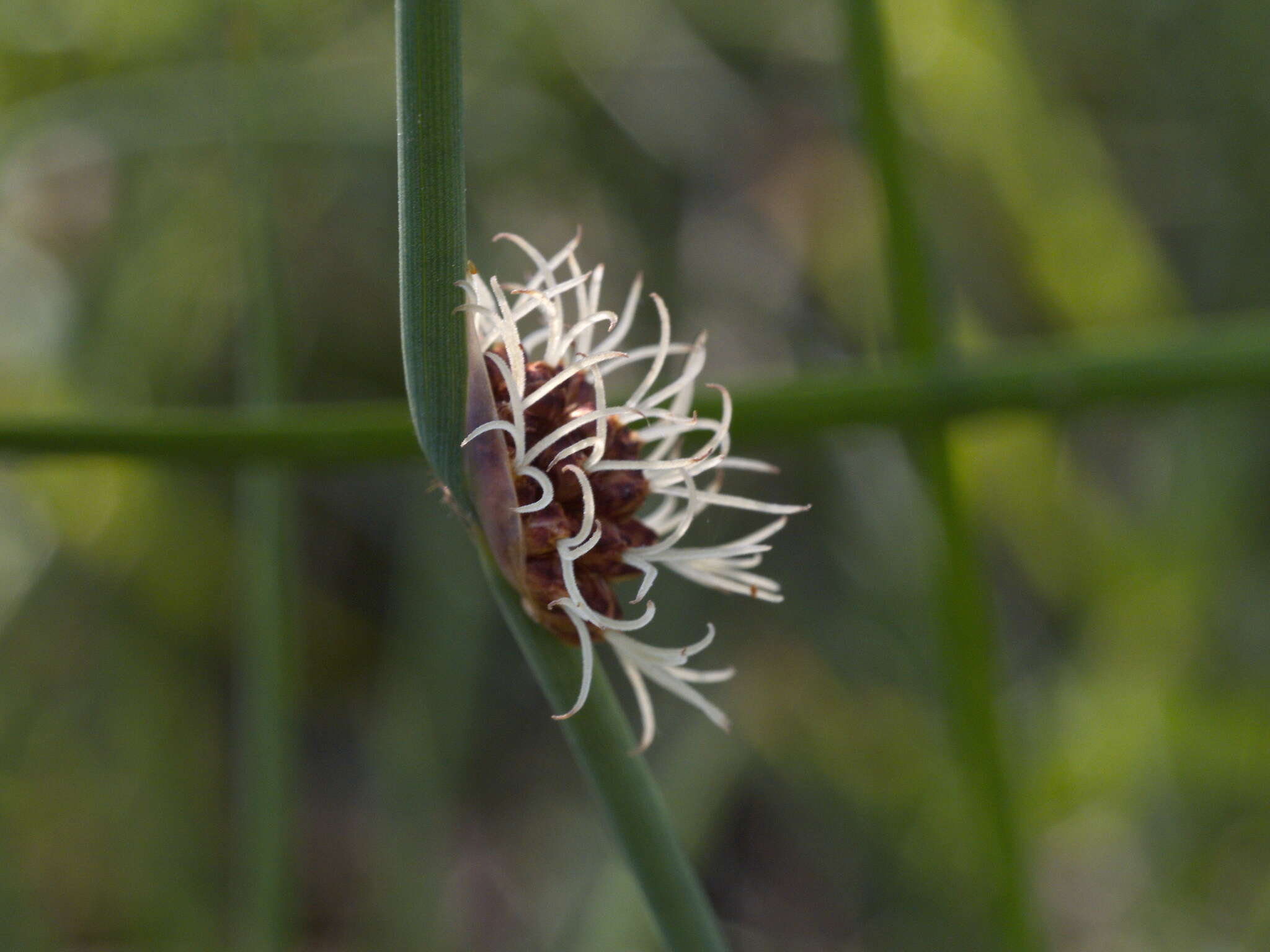 Image of Chorizandra cymbaria R. Br.