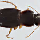 Image of Harpalus (Harpalus) spadiceus Dejean 1829