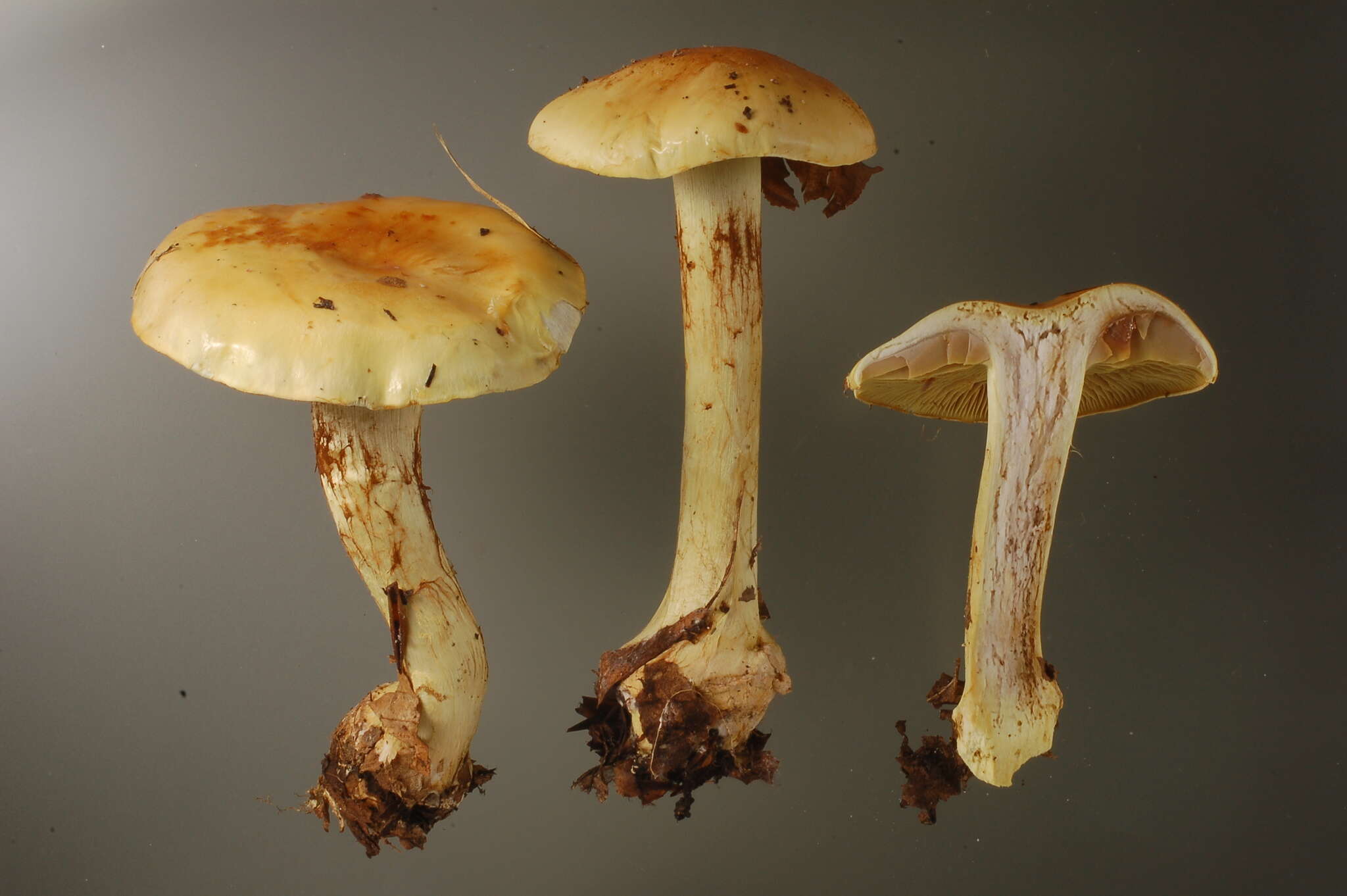 Image of Cortinarius elegantissimus Rob. Henry 1989