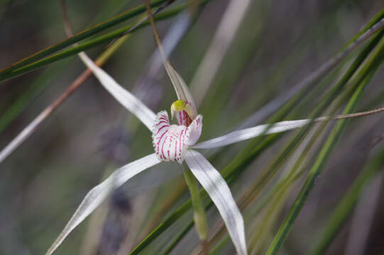 Image of Caladenia petrensis A. P. Br. & G. Brockman