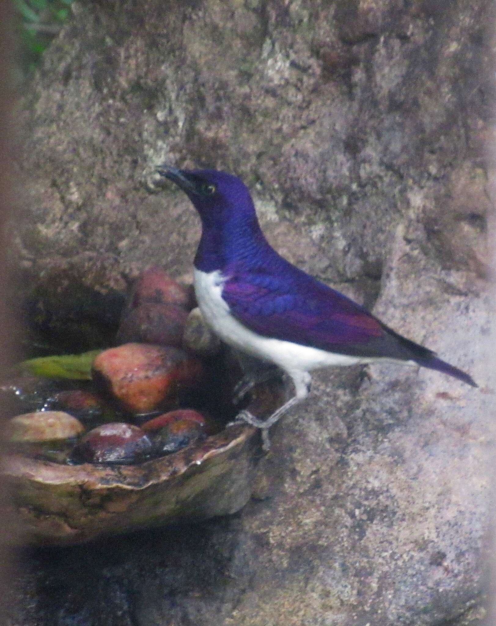 Cinnyricinclus leucogaster verreauxi (Finsch & Hartlaub 1870)的圖片