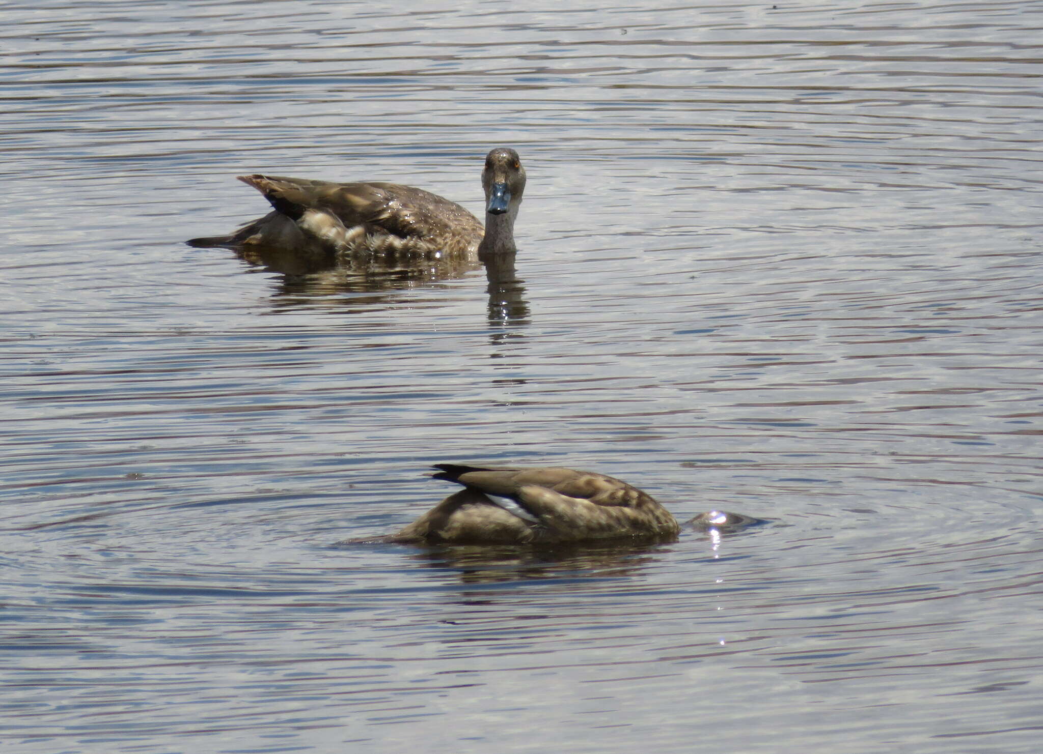 Image of Andean Crested Duck