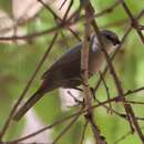 Image of Cinderella Waxbill