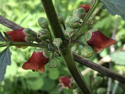 Scrophularia sambucifolia L. resmi