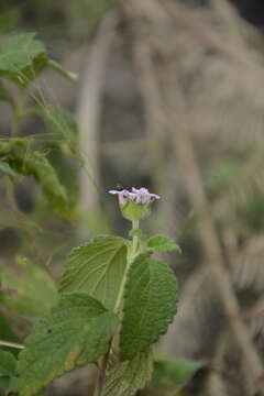 Image of Lantana indica Roxb.