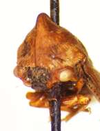 Image of Guayaquila obesa Dietrich