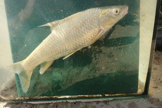 Image of Kwazulu-natal Yellowfish