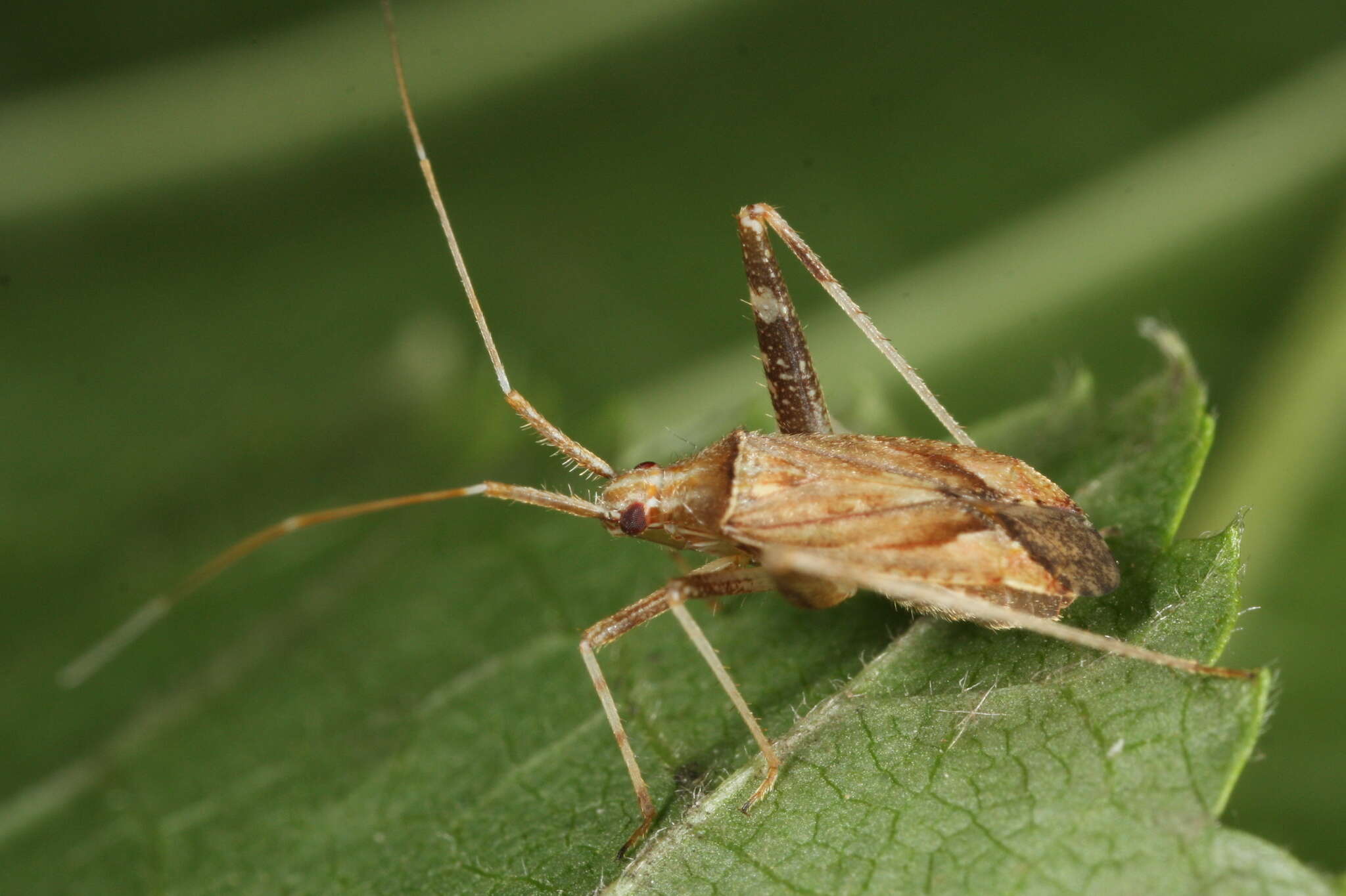 Image of Phytocoris varipes Boheman 1852