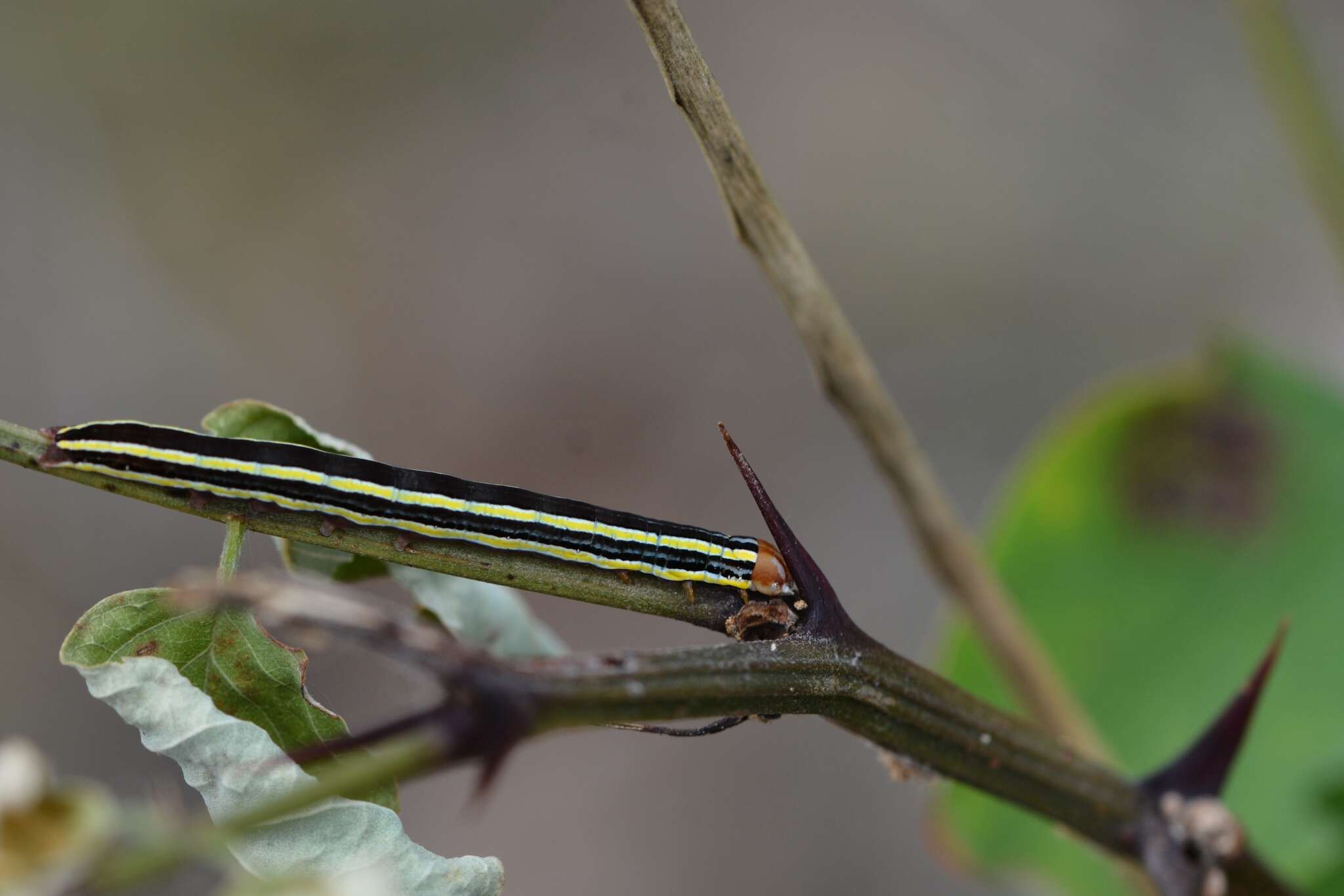 Image of Striped Garden Caterpillar