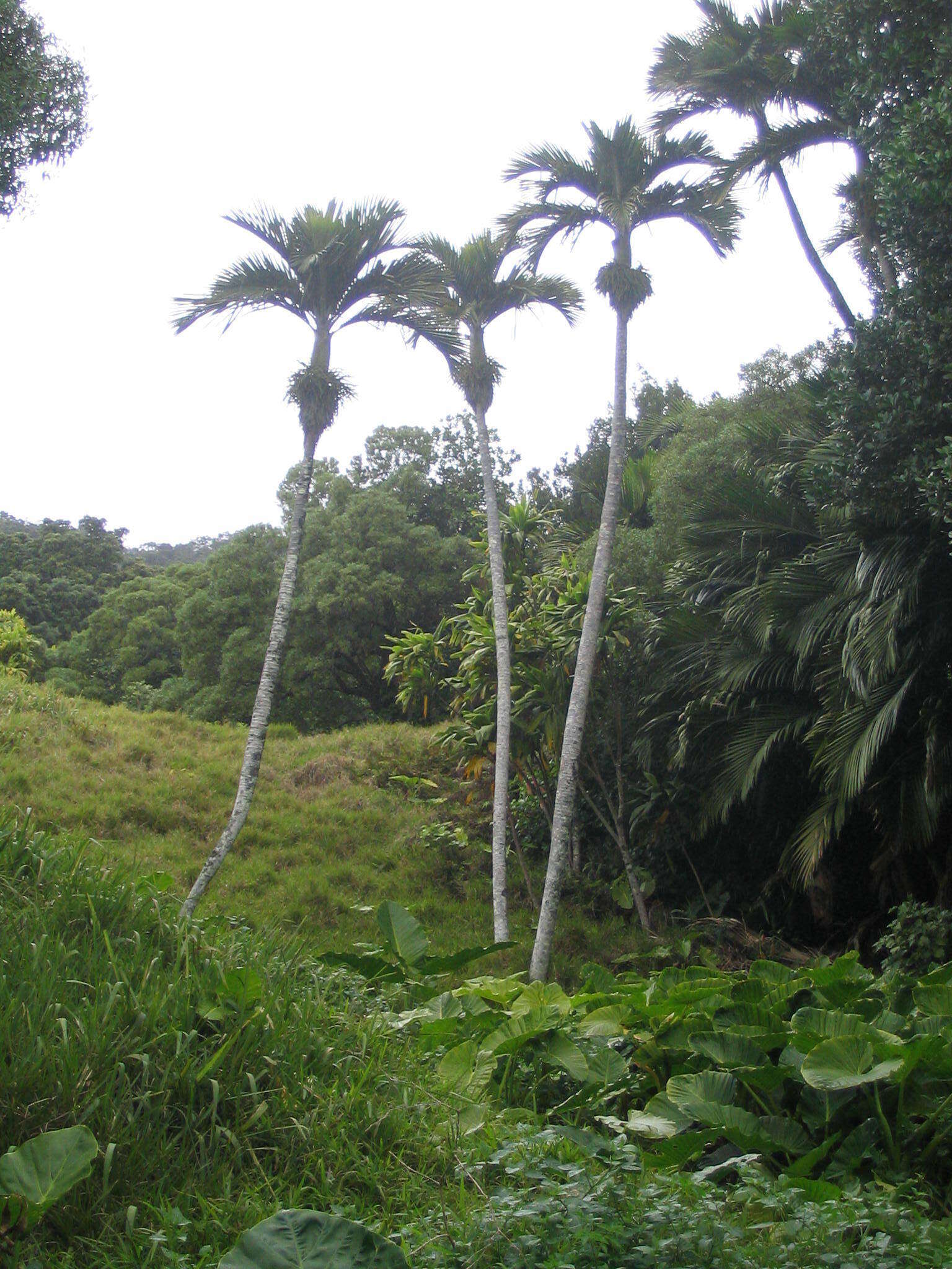 Image of Rhopalostylis baueri (Hook. fil.) H. Wendl. & Drude