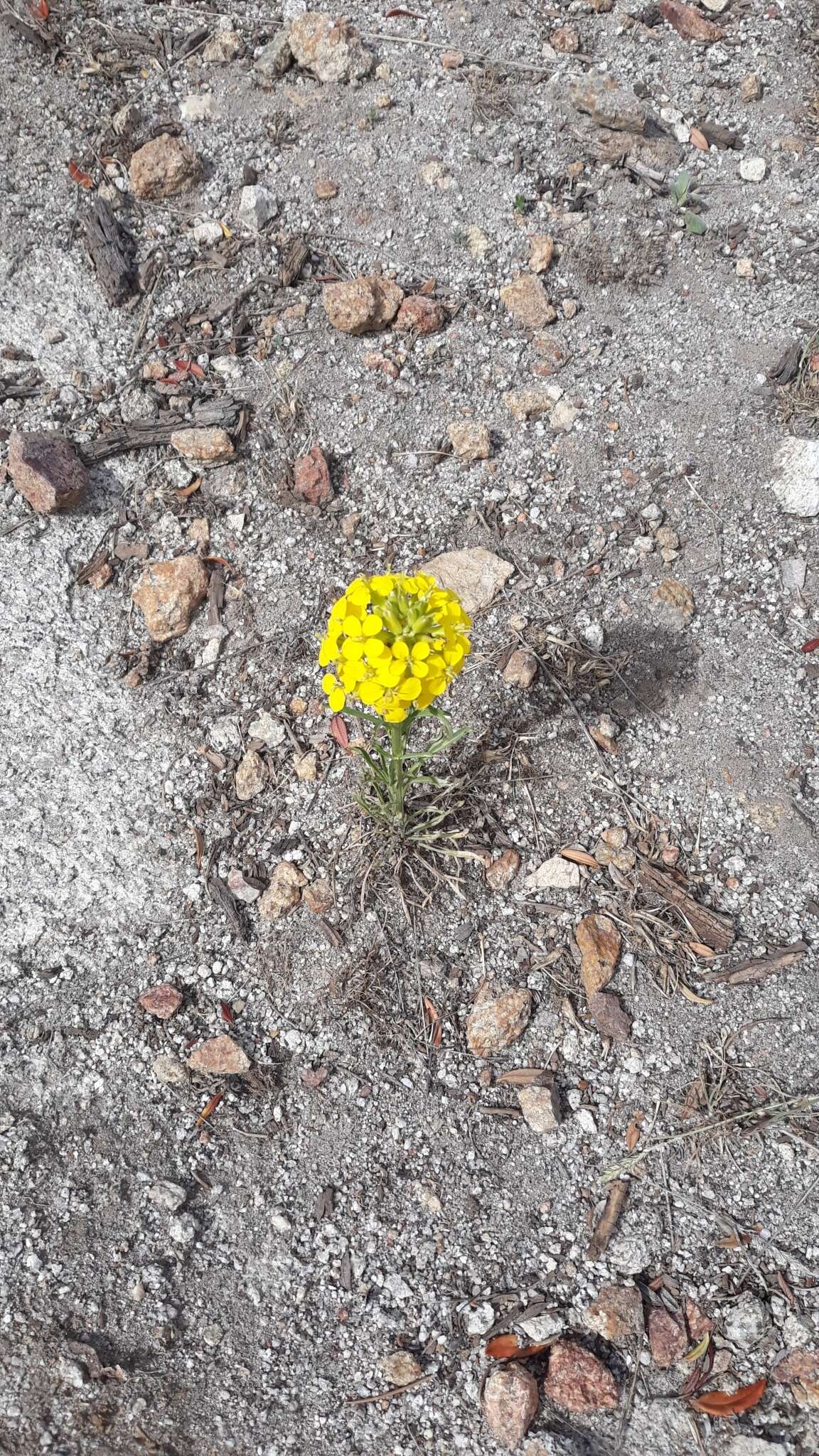 Imagem de Erysimum asperum (Nutt.) DC.