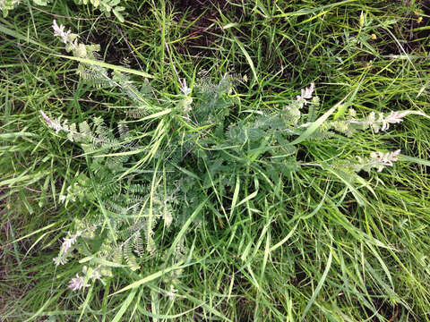 Image of leadplant