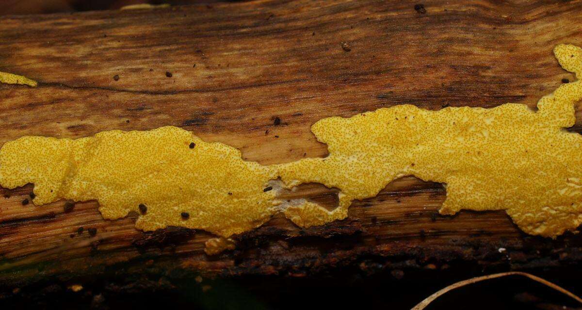 Trichoderma victoriense (Overton) Jaklitsch & Voglmayr 2014的圖片