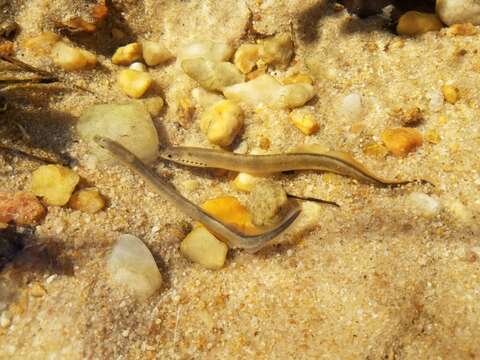 Image of Least Brook Lamprey